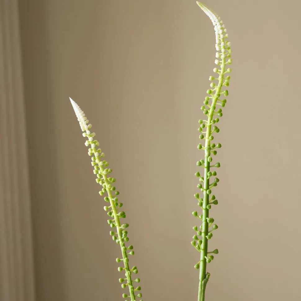 Botané Studios Actaea Racemosa "Fairy Candle" Flower White