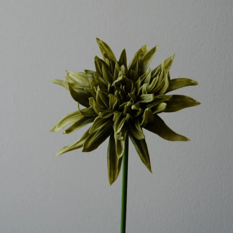 Botané Studios Cactus Dahlia Flower Green