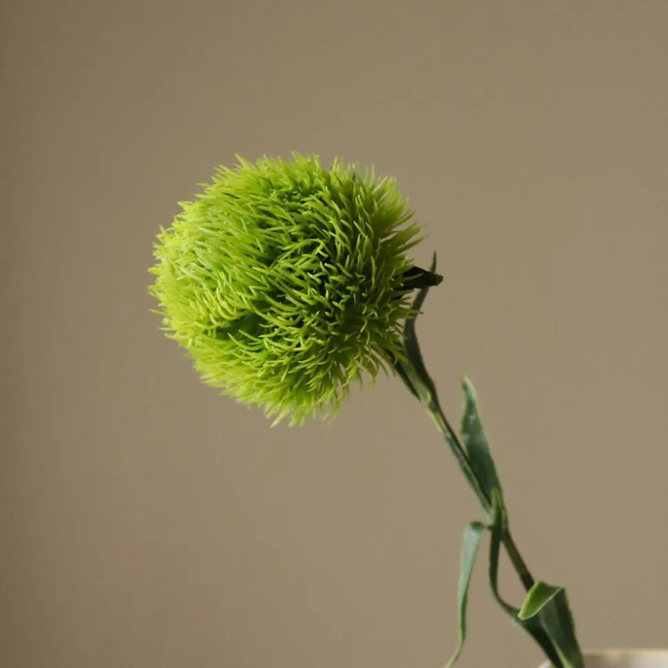 Botané Studios Dianthus Barbatus "Green Ball" Flower Green