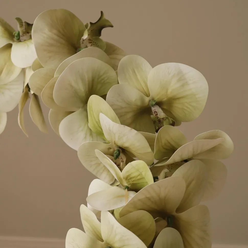 Botané Studios Majestic Orchid Flower Green