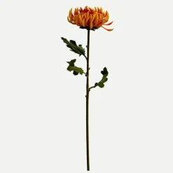 Botané Studios Semi-Cactus Dahlia Flower Orange