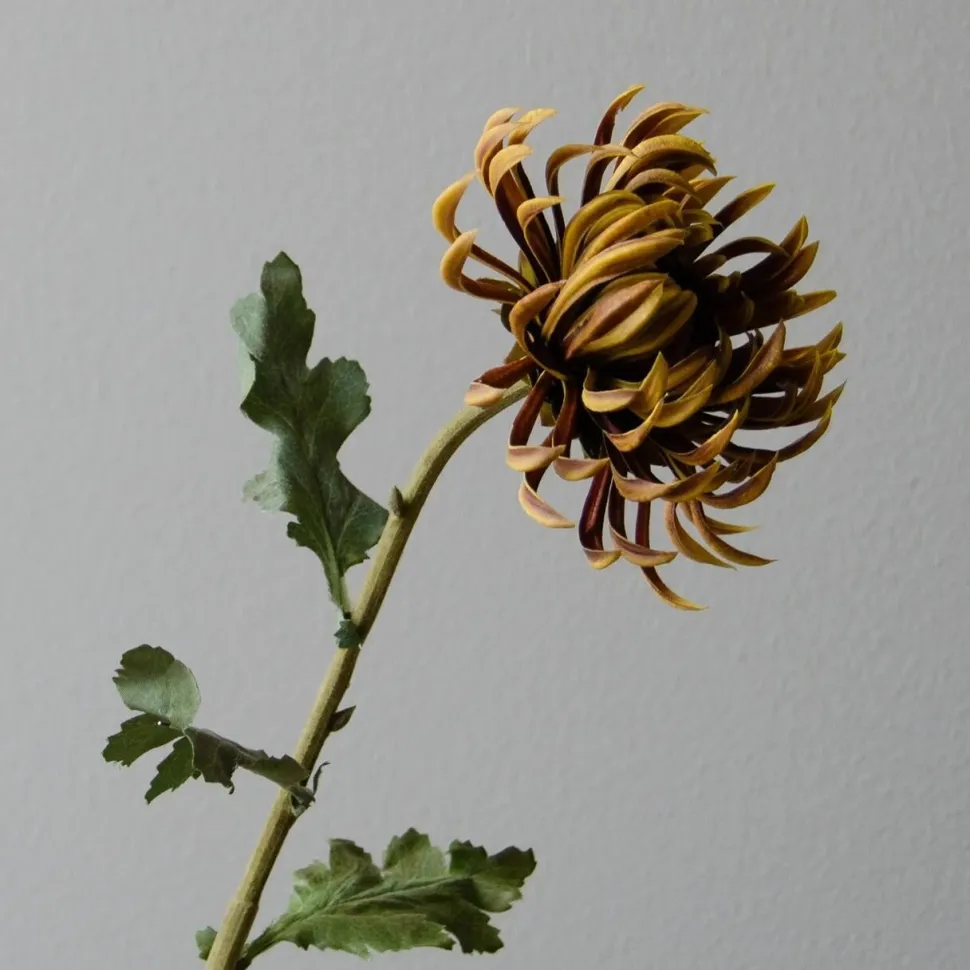 Botané Studios Semi-Cactus Dahlia Flower Brown